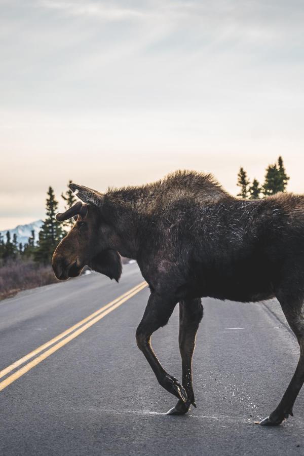 Denali Wild Stay - Moose Cabin, Free Wifi, 2 Private Bedrooms, Sleep 6 Healy Exteriör bild
